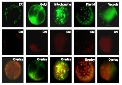 형광현미경을 통한 Nicotiana benthamiana protoplast 에서 형광단백질을 발현하는 세포소기관 관찰