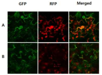 ER subcellular orgarnelle marker인 Nicotiana benthamiana 형질전환 식물체와 TGBp3 co-expression