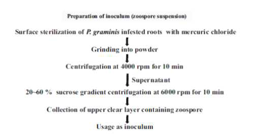 The standard procedure of the preparation of nearly pure zoospore inoculum of P. graminis