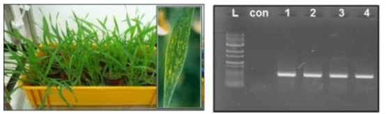 The detection of BaYMV coat protein genes in infected barley roots.