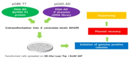 The scheme of identification of physical interactors between BaYMV P1 protein and P. graminis proteins