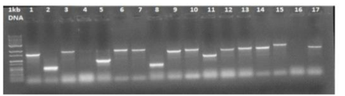 The various inserts identified from the colonies containing positive I interactors between BaYMV P1 and P. graminis proteins