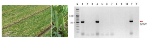 보리재배 지역의 바이러스 증상 및 RT-PCR을 이용한 BaYMV 검정