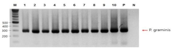 PCR을 이용한 P. graminis 검출
