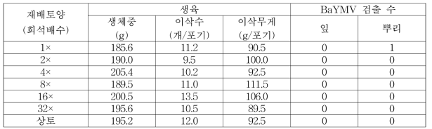 P . graminis 감염토양 희석밀도별 보리 생육 및 바이러스 검정(N=15)