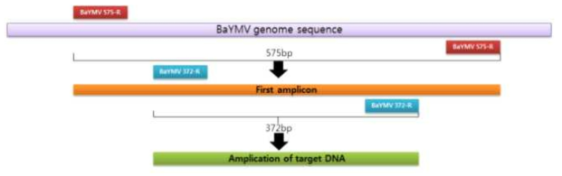 토양에서 BaYMV 검출을 위한 Nested PCR 프라이머 합성