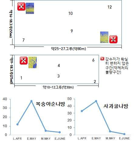 포장①에서의 15년도acetamiprid 8% 약제에 대한 감수지결과 및 나방류 방제효과