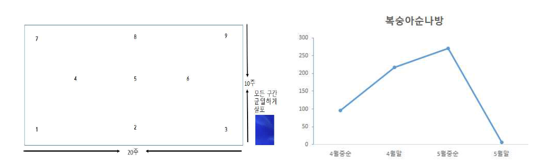 포장 ②에서의 chlorantraniliprole 5% 약제에 대한 처리방법 및 방제효과