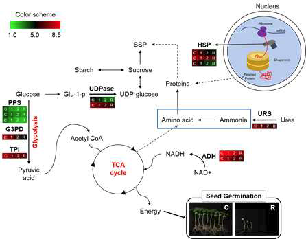 종자의 노화 관련 단백질체의 metabolic pathway