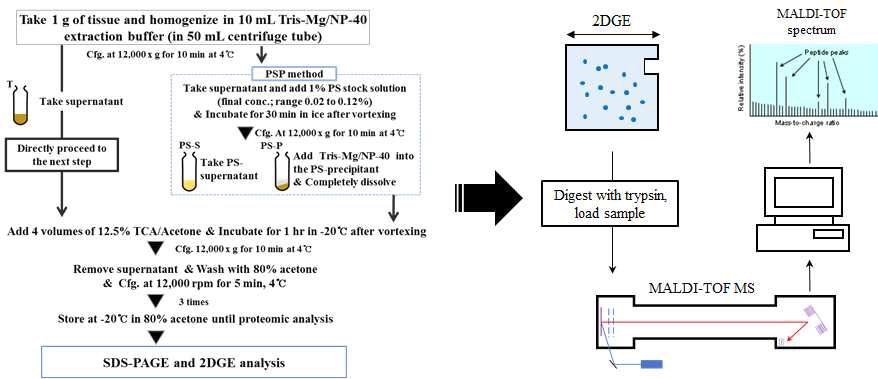 PSP method를 이용한 단백질 추출 및 단백질 동정 과정