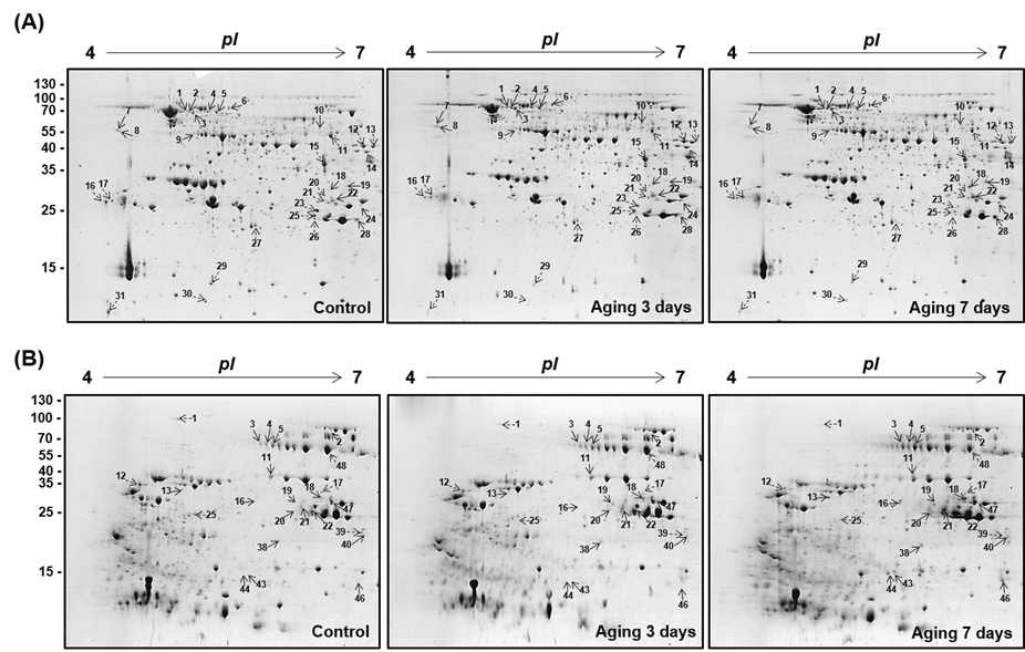 인위적 퇴화 종자 및 whey 단백질을 이용한 2-DE 결과