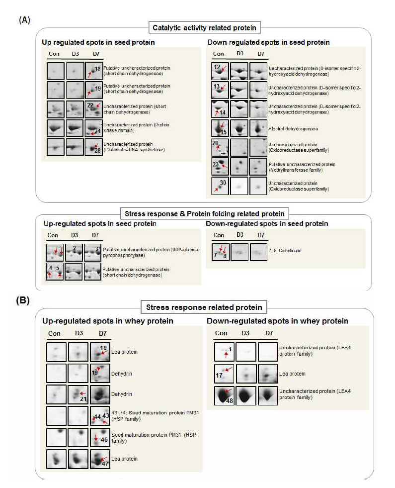 종자 및 whey 단백질 중 stress response 및 catalytic activity와 연관되는 단백질 동정 list