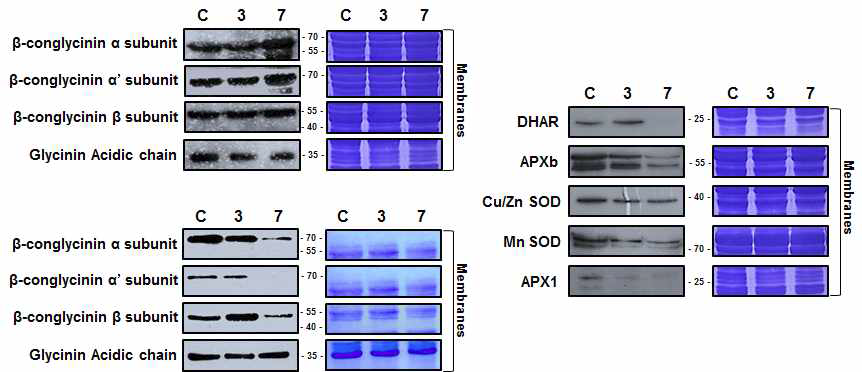 종자 주요 저장단백질 및 ROS관련 인자들의 antibody를 이용한 western blot 결과