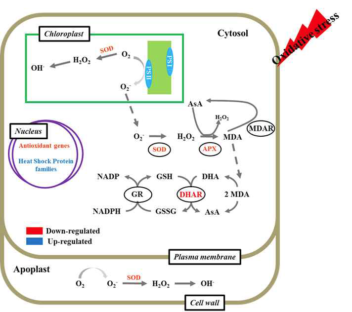 ROS stress와 연관되는 인자들의 redox system의 일반 모식도