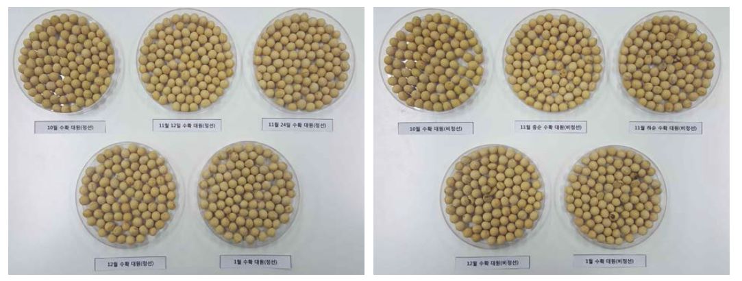 수확시기별 대원콩의 정선 및 비정선 종자