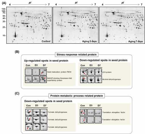 인위적 퇴화 종자 단백질을 이용한 2-DE 결과
