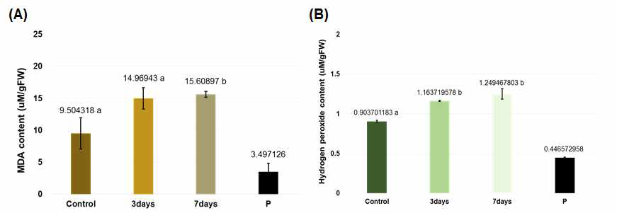 인위적 노화처리 종자의 MDA와 H2O2 함량의 분석