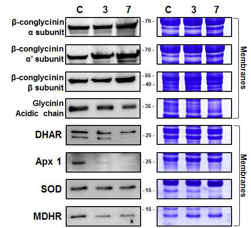 주요 저장단백질 및 ROS 관련된 antibody를 이용한 western blot 분석