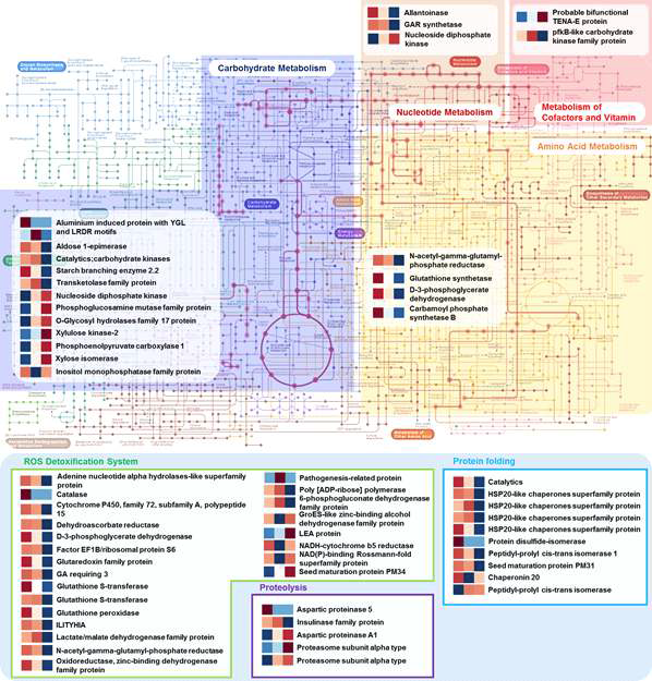 인위적 노화처리에 따른 단백질체 변화 pattern을 바탕으로한 metabolic pathway 지도 작성