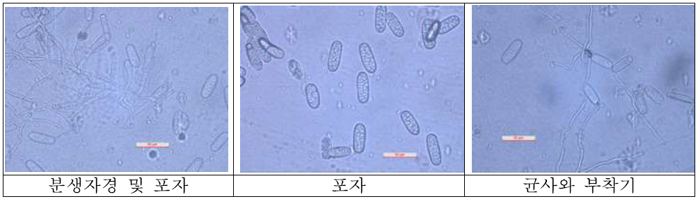 적겨자의 흰가루병균(Erysiphe cruciferarm).
