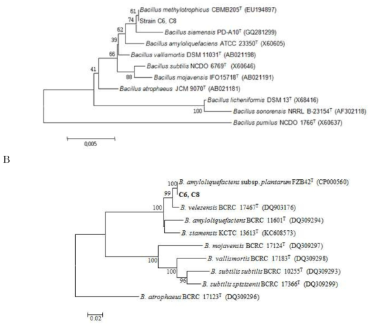 C6, C8균주의 16S rRNA(A) 와 gyrB(B) 유전자 염기서열을 이용한 계통분류학적 분석.