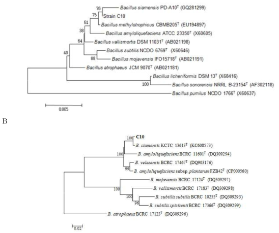 C10균주의 16S rRNA(A) 와 gyrB(B) 유전자 염기서열을 이용한 계통 분류학적 분석.