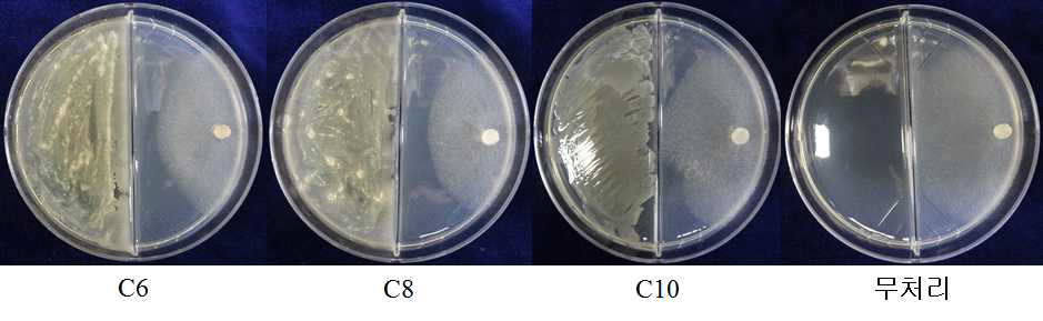 선발균주의 I 플레이트상에서 휘발성물질 생성에 의한 균핵병균 생육억제.