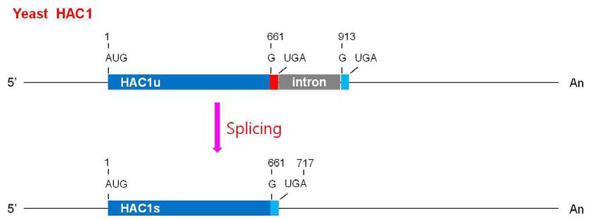 효모 유래 HAC1 유전자의 splicing 모델.