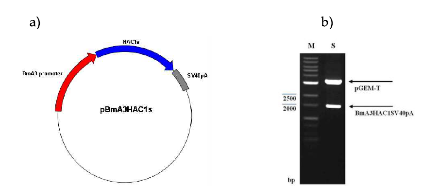 HAC1s/UPRE 누에 세포주(Bm5) 발현검정용 전이벡터 pBmA3HAC1s 제작.