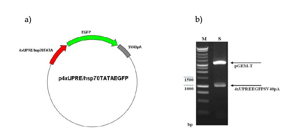 HAC1s/UPRE 누에 세포주(Bm5) 발현검정용 전이벡터 p4xUPRE/ hsp70TATAEGFP 제작.