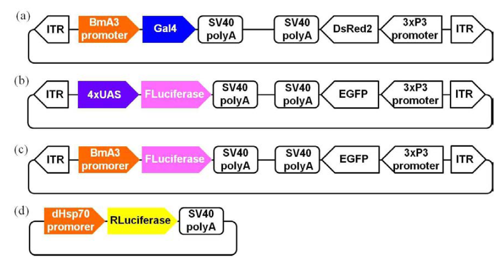 HAC1s/UPRE 발현시스템의 Luciferase 발현분석을 위한 벡터.