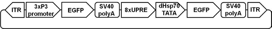 8×UPRE 도입 누에 형질전환용 전이벡터, p3xP3EGFP8xUPREEGFP. 누에 형질전환체 제작 및 HAC1s/UPRE 바이너리 발현시스템의 발현 검정용 전이벡터