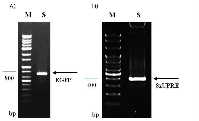 형질전환누에 게놈 내 EGFP와 8xUPRE 유전자 도입 확인.