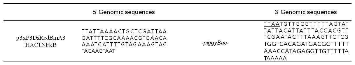 형질전환누에 게놈 내 Hac1NFkB 유전자의 도입 확인