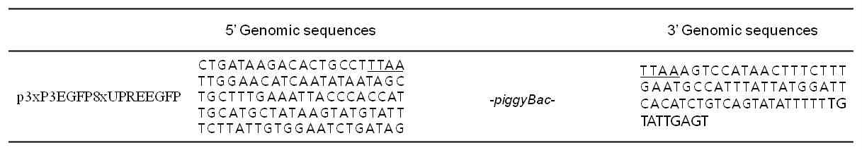 형질전환누에 게놈 내 8xUPRE 유전자의 도입 확인