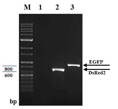 p3xP3DsRedBmA3HAC1NFkB와 p3xP3EGFP8xUPREEGFP 형질전환누에 교배종에서 전이벡터 도입 확인