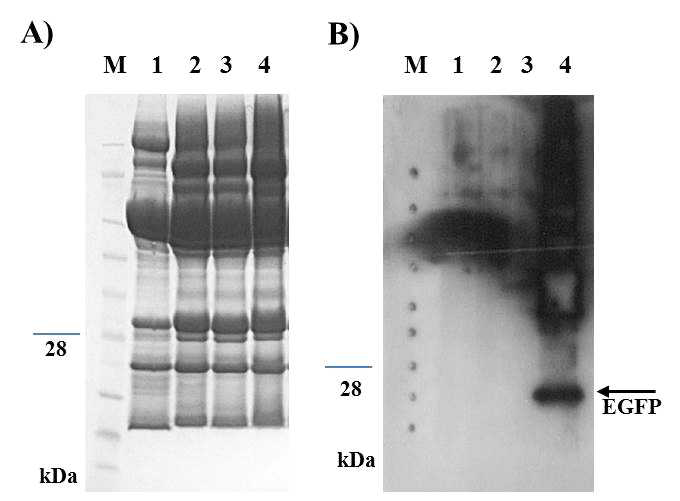 SDS-PAGE와 Western blot을 이용하여 형질전환누에의 EGFP 재조합단백질 발현분석.