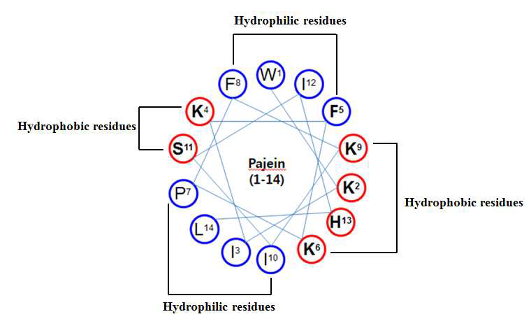 Helical-wheel diagram 분석을 통한 항균펩타이드 Pajein의 아미노산 구조 분석.