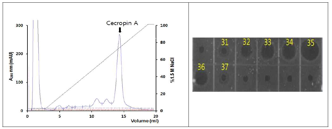 Anion exchange chromatography에 의한 Cecropin A 정제(A) 및 대장균에 대한 용출된 분획의 항균활성 검정(B)