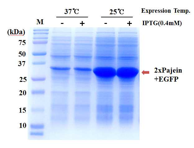SDS-PAGE을 통한 2xPajein/EGFP 융합단백질 발현 분석.