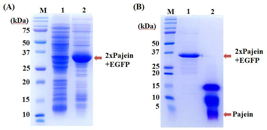 재조합 융합단백질 2xPajein/EGFP 발현 특성 분석 및 Pajein 분리.
