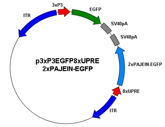 p3xP3EGFP8xUPRE-2xPajein/EGFP 누에 형질전환용 전이벡터 구축.