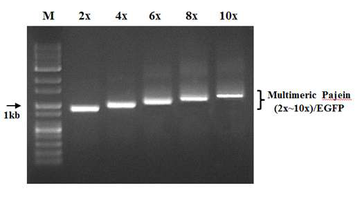 다중결합 Pajein/EGFP 유전자 도입 형질전환용 전이벡터 PCR 검정
