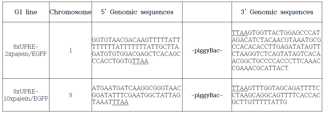 형질전환누에 게놈 내 pajein/EGFP 유전자 도입 분석