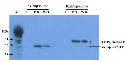Western blot을 이용한 형질전환누에로부터 pajein/EGFP 재조합 단백질 발현 분석
