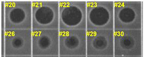 대장균을 대상으로 용출된 분획(fraction 20~30)에 대한 항균활성 검정