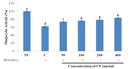 The effect of UP on the phagocytic activity of heat stressed RAW264.7 incubated for 24 hours. The results are expressed as mean+SD. Bars with different superscript are significantly different