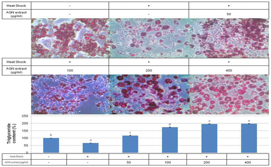 Representative microscopic morphological images of adipocytes stained with Oil-Red-O after 8 days of differentiation (100x) with its triglyceride measurement at 520nm. Cytoplasmic lipids are stained red. Values are expressed as means ±SD of three independent experiments. Means with different superscript were significantly different at p<0.05