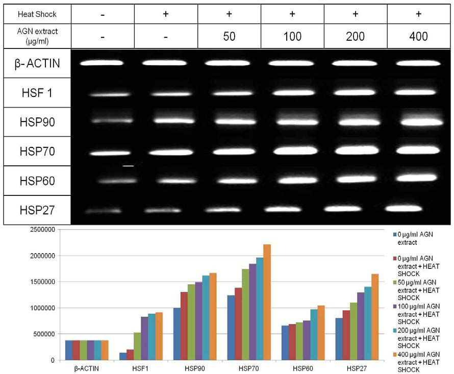 mRNA expressions with densitometry measurements of heat shock related genes in the differentiated murine 3T3-L1 after heat shock procedure at G0 stage, recovery and then treatment with AGN root hot water extract (0, 50, 100, 200 and 400 μg/ml) prior to differentiation stimulation