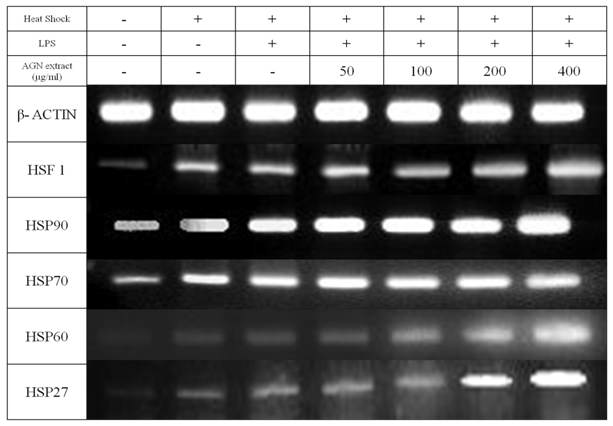 Expressions of mRNA for heat shock genes in LPS-stimulated murine splenocytes treated with AGN root hot water extract for 24 hours